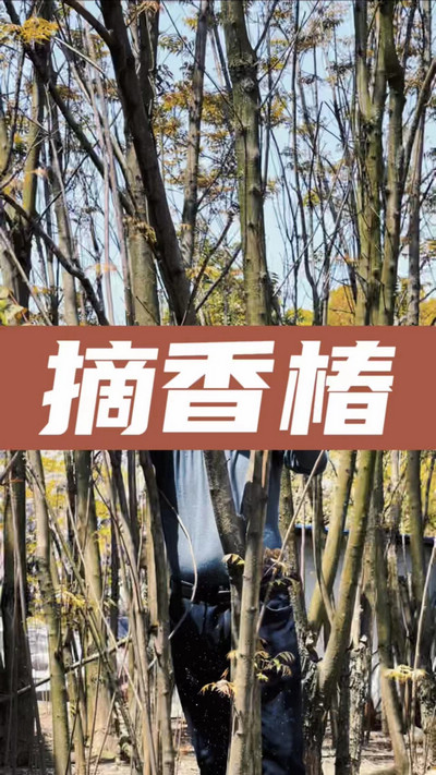 香椿雞蛋有，就缺二兩酒！