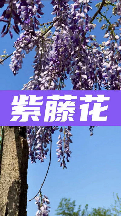 春有約，花不誤，陌上紫藤香如故。